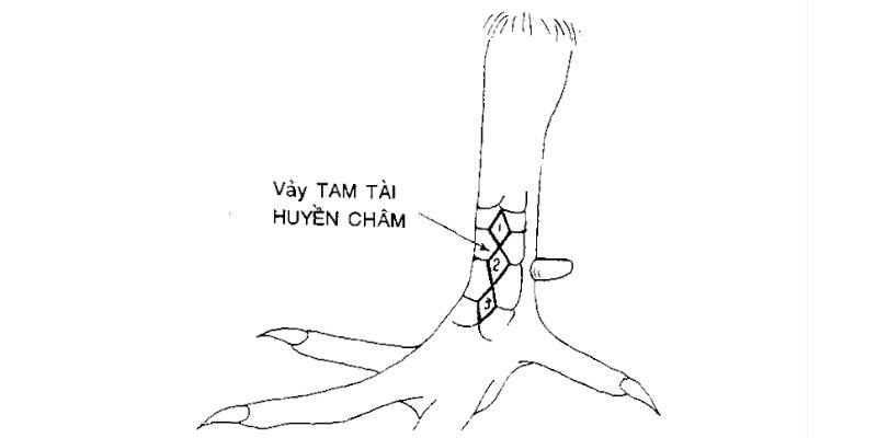 Vảy gà huyền trâm khá nổi tiếng và được đánh giá là vảy gà đá hay